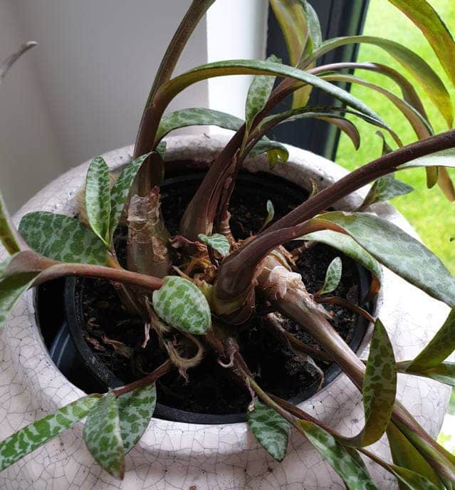 plante inconnue