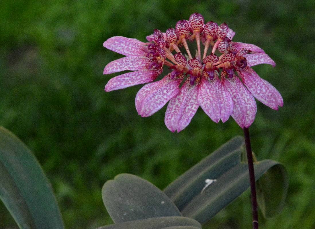 Bulbophyllum eberhardtii
