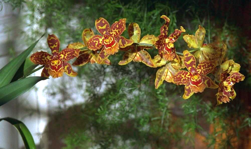 Cambria Cambria